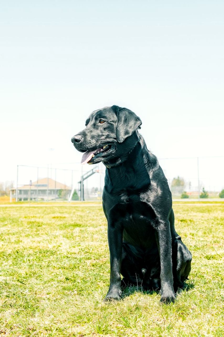 Black Labrador sitting on a sports field