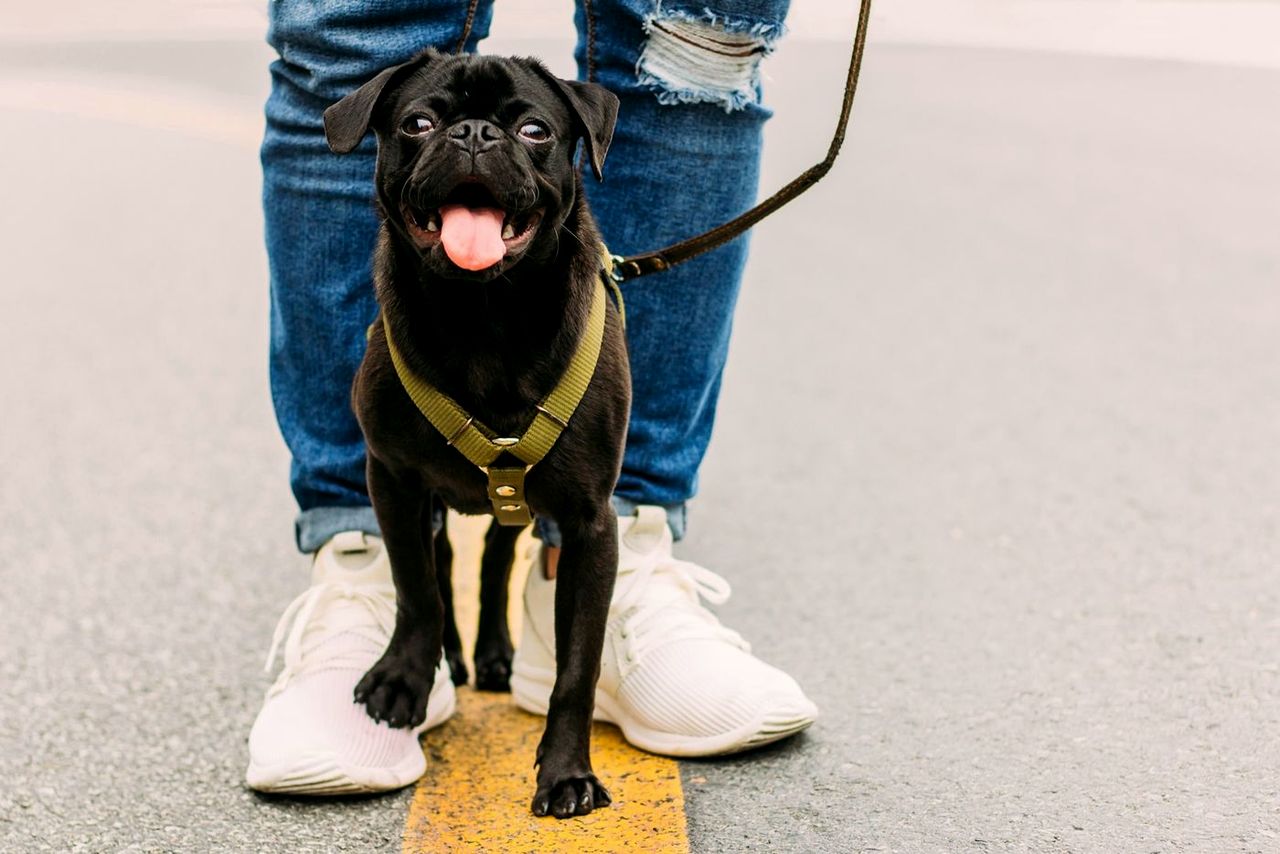 Black pug in a harness standing between a walker's feet