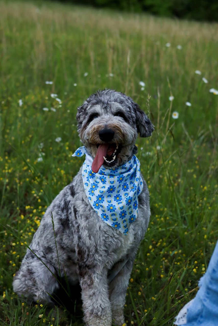 Grey doodle in a blue bandana sits smiling in a wildflower meadow