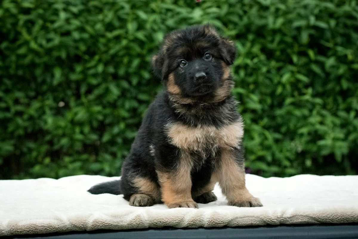 German Shepherd puppy sitting on a white cushion