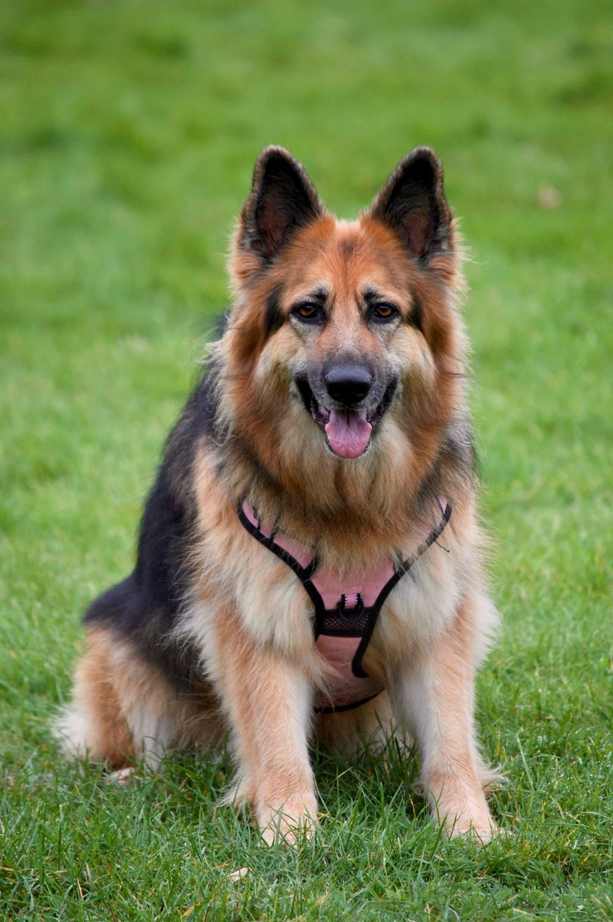 German Shepherd in a harness sitting on a green lawn, looking at the camera