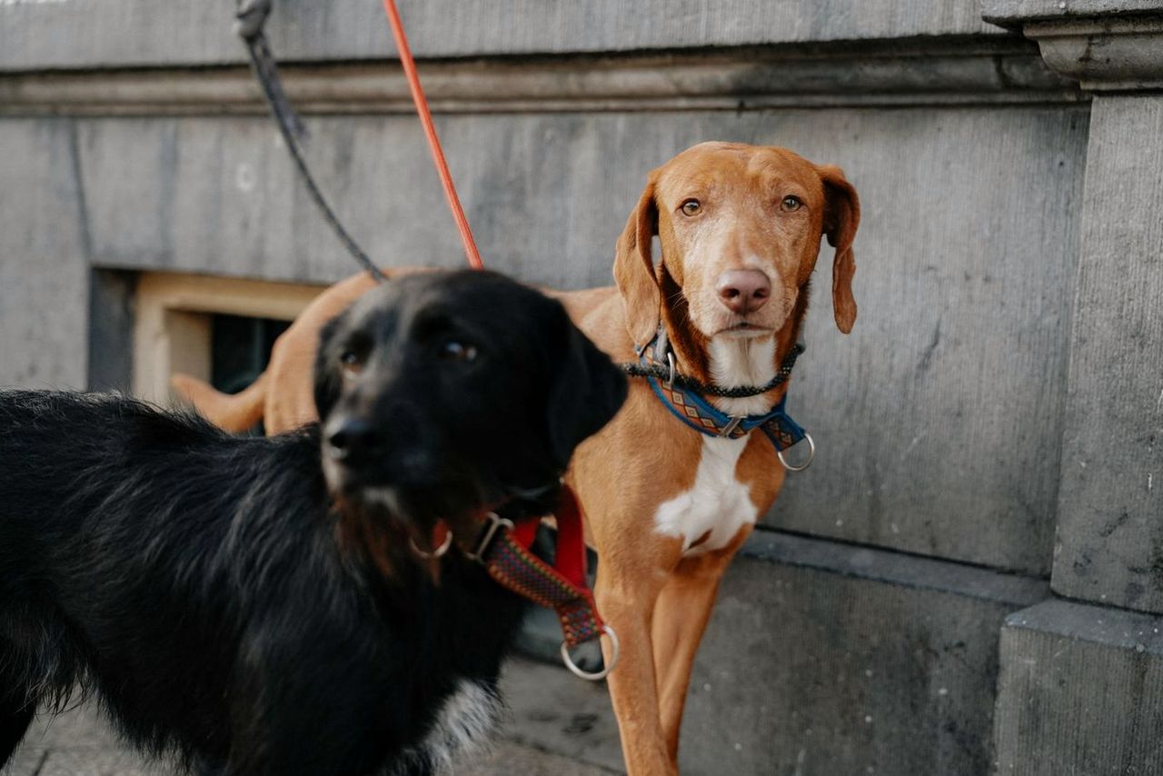 Two dogs in harnesses standing against a stone wall