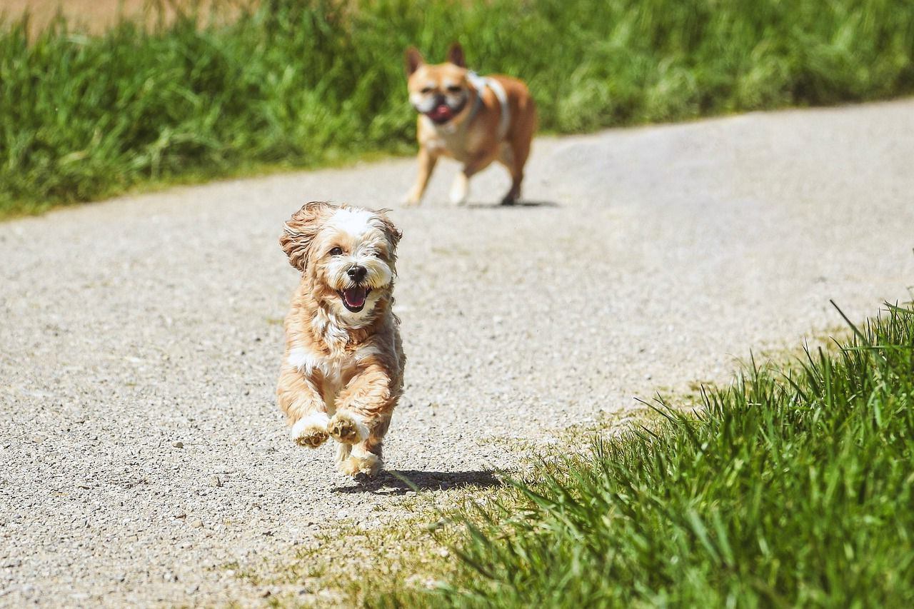 Two small dogs trotting along a country path