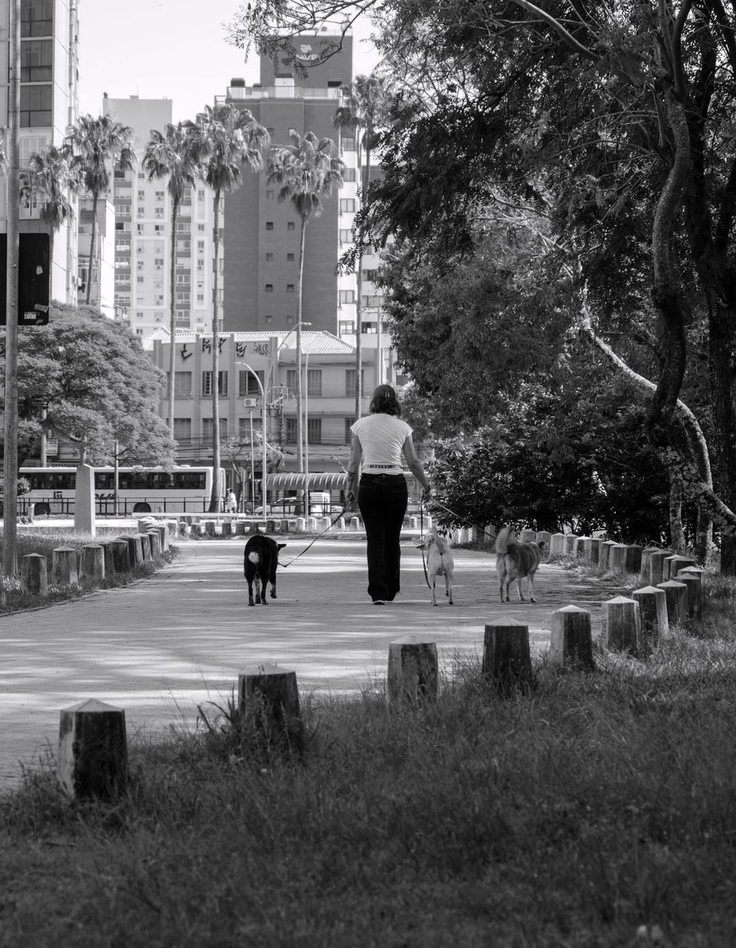 A woman and her dog walking a tree-lined city path in black and white